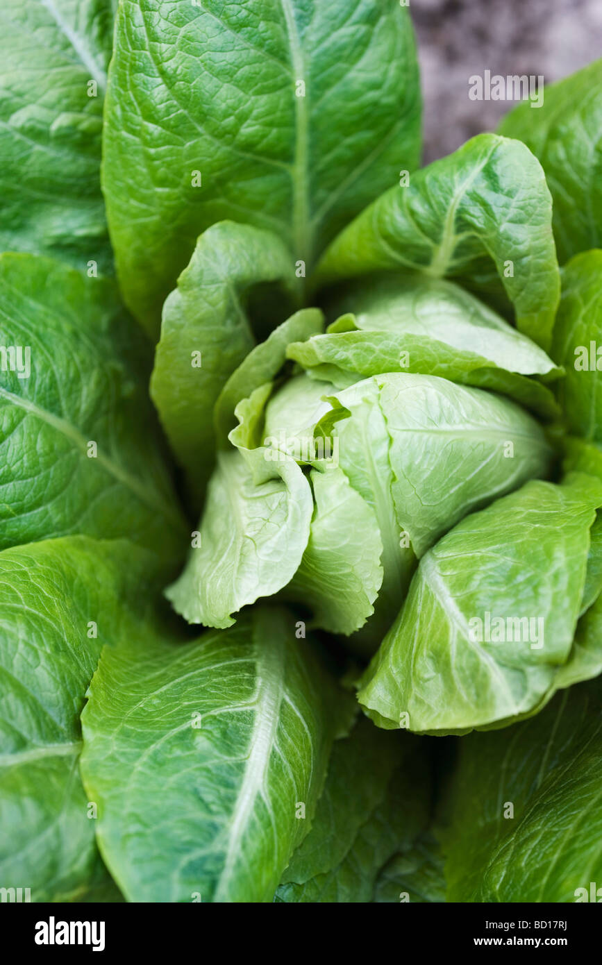 Romaine lettuce growing in vegetable garden Stock Photo Alamy
