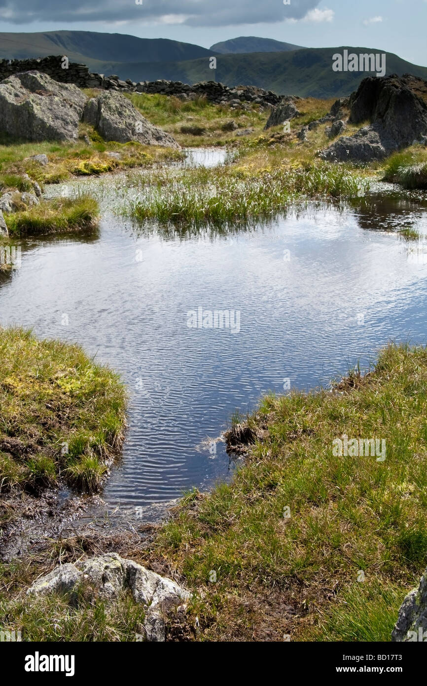 Bogs In England A peat bog in the Lake District Stock Photo - Alamy