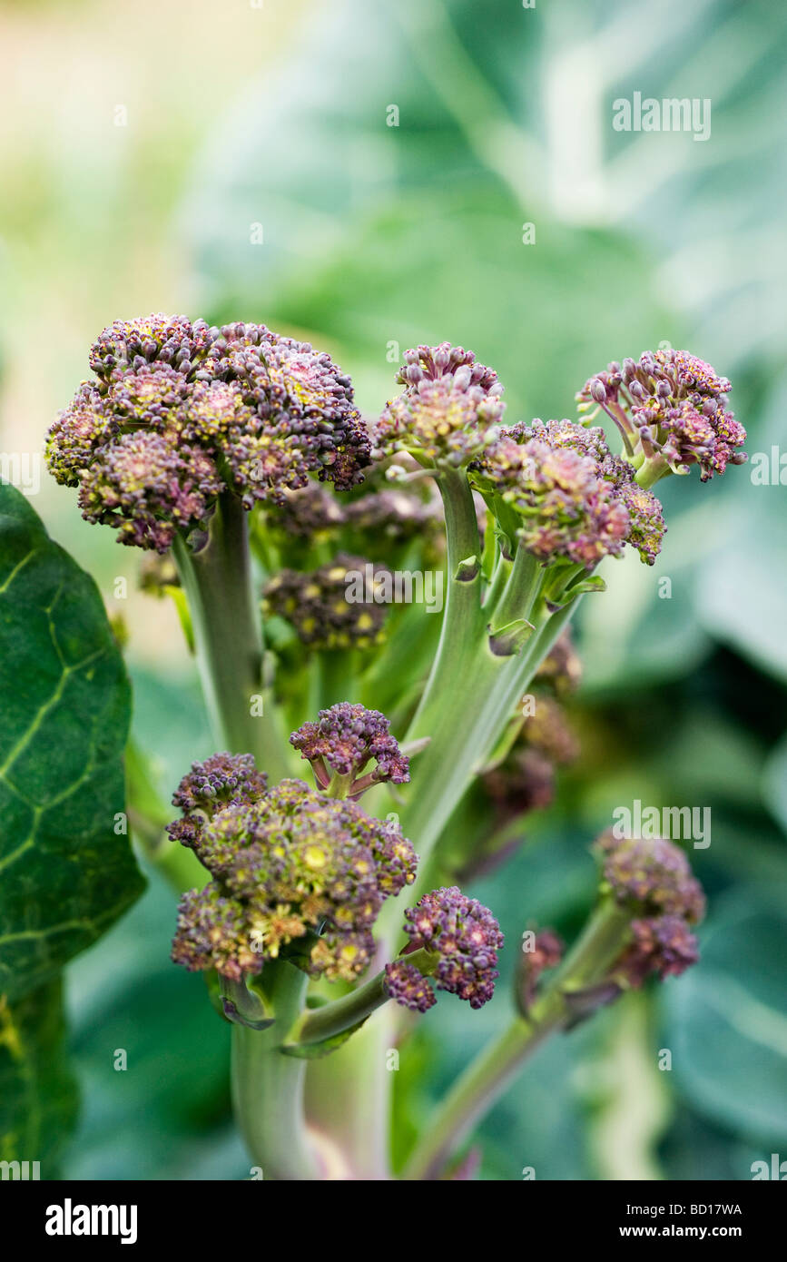 Flowering cabbage plant Stock Photo Alamy
