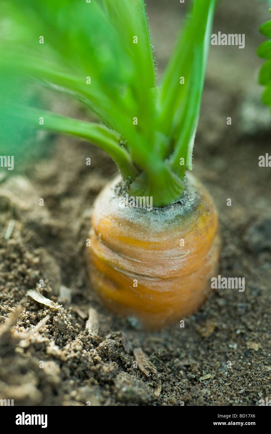Soil and carrot plants hi-res stock photography and images - Alamy