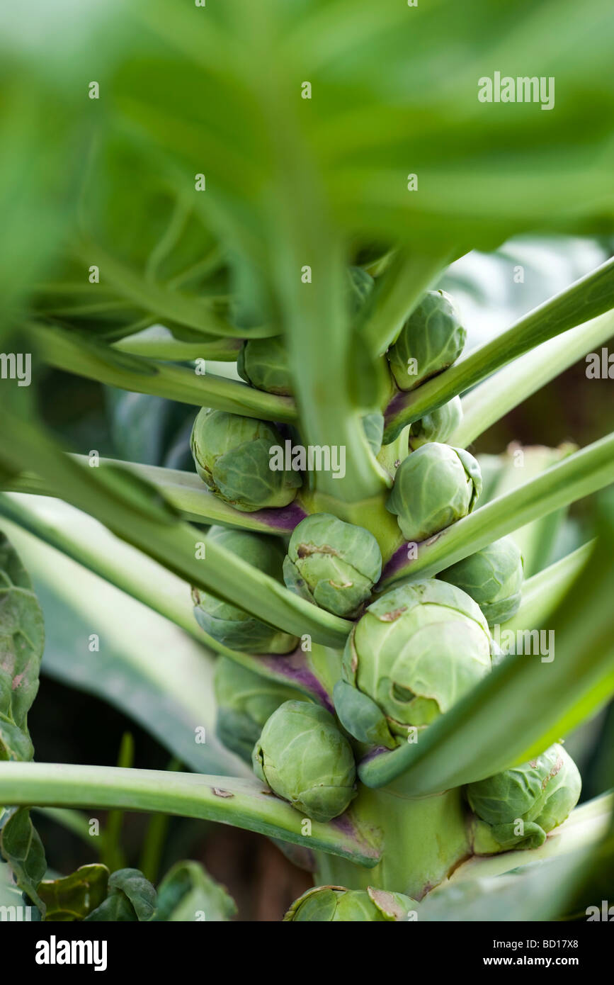 Brussels sprouts growing in vegetable garden Stock Photo Alamy