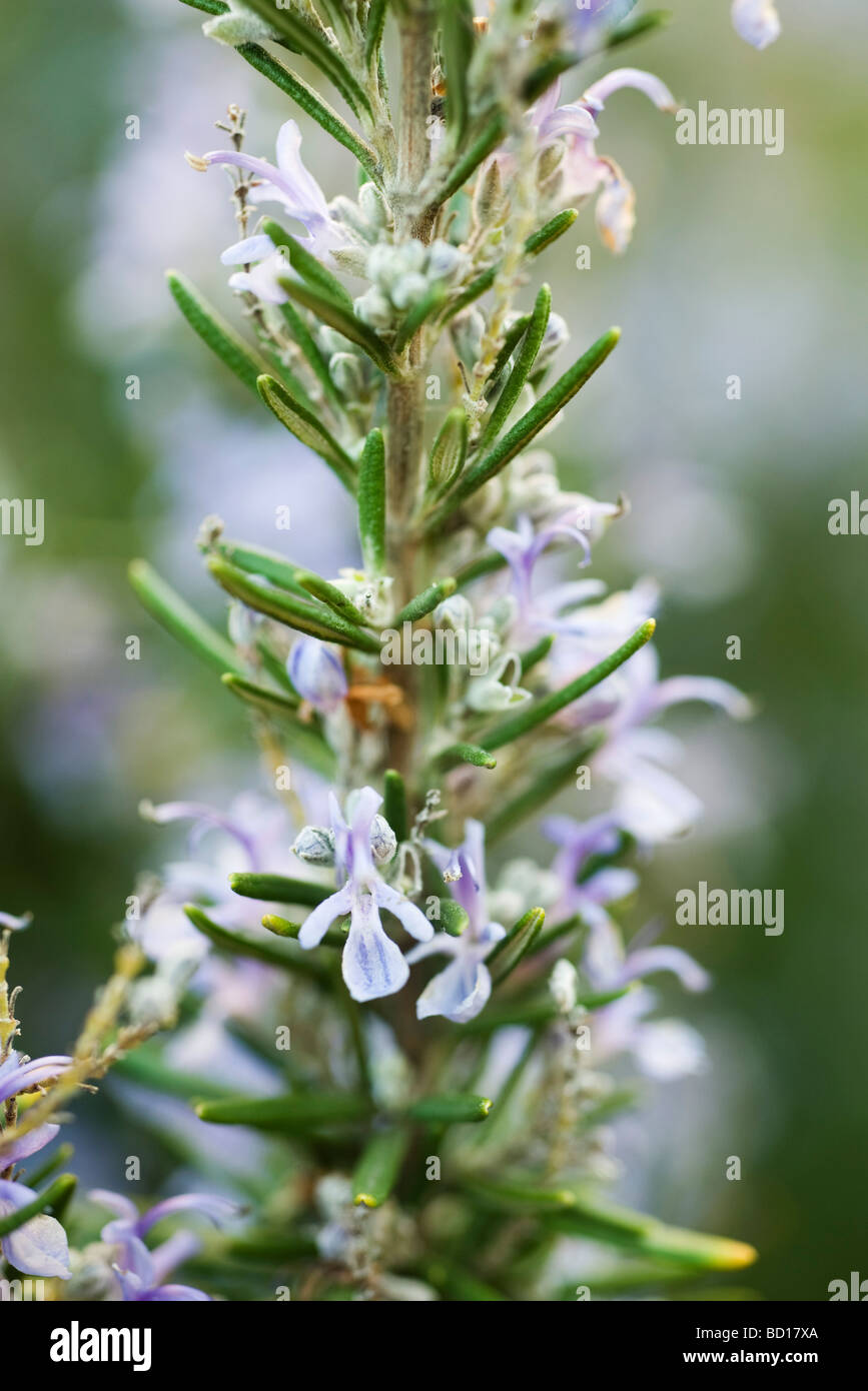 Rosemary in flower, close-up Stock Photo