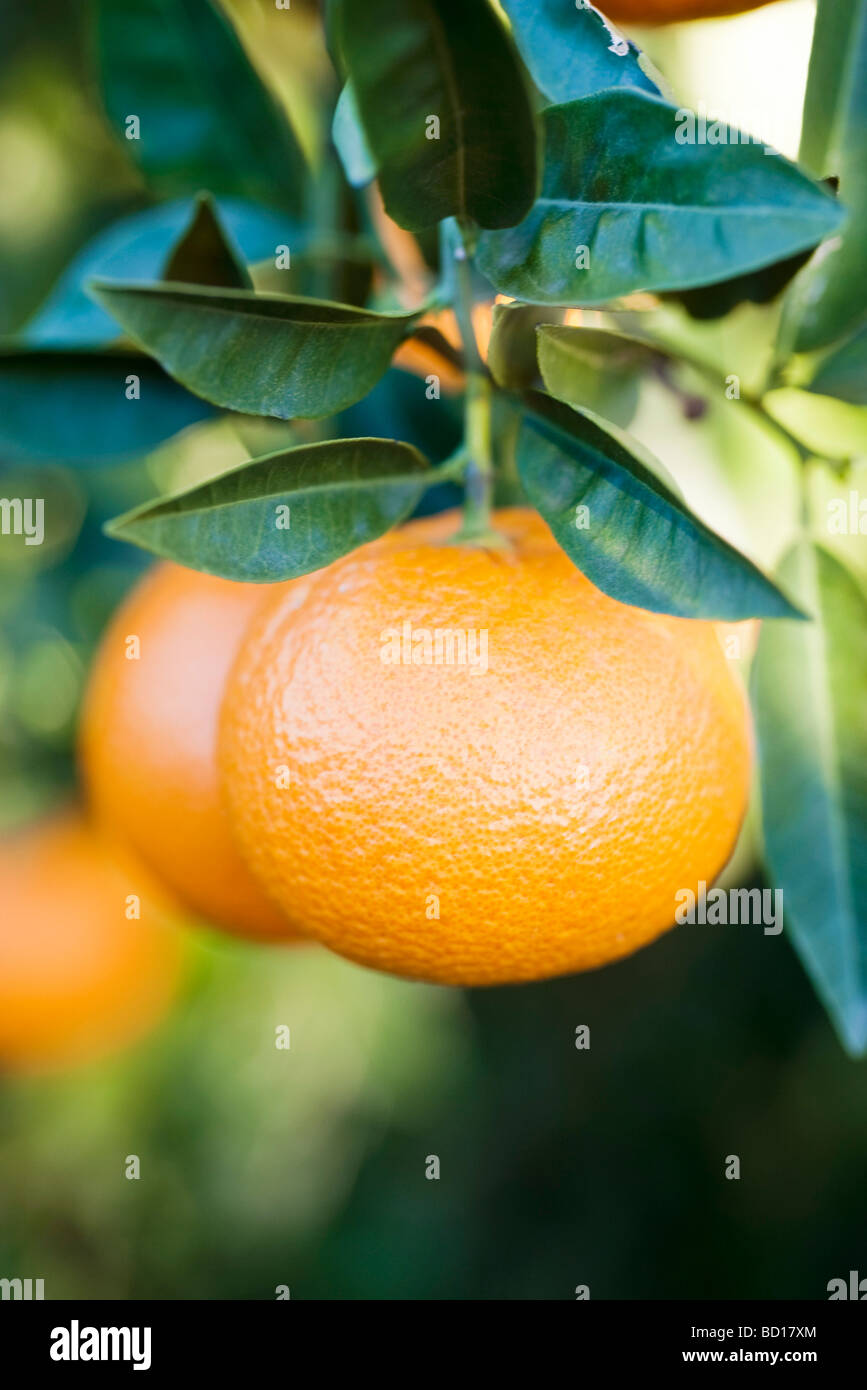 Clementines growing on tree, closeup Stock Photo Alamy