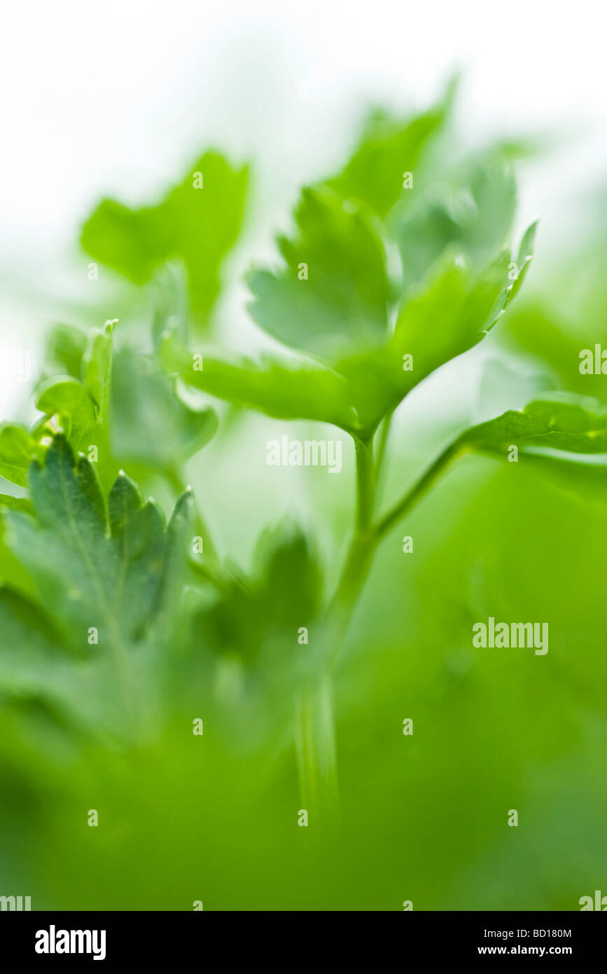 Parsley growing in vegetable garden, closeup Stock Photo Alamy