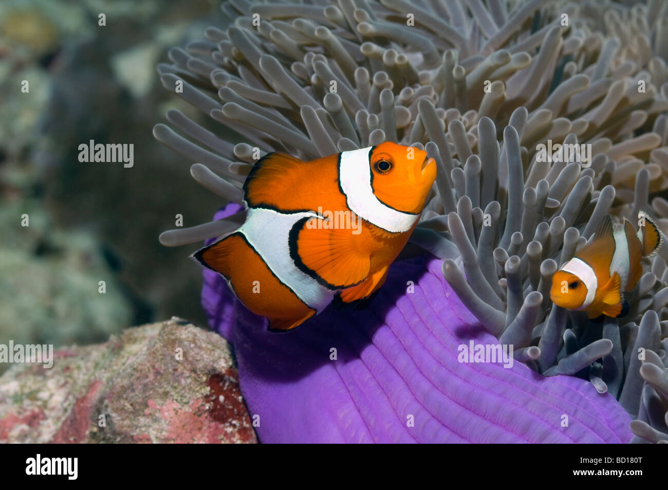 False clown anemonefish Amphiprion ocellaris Andaman Sea Thailand Stock Photo