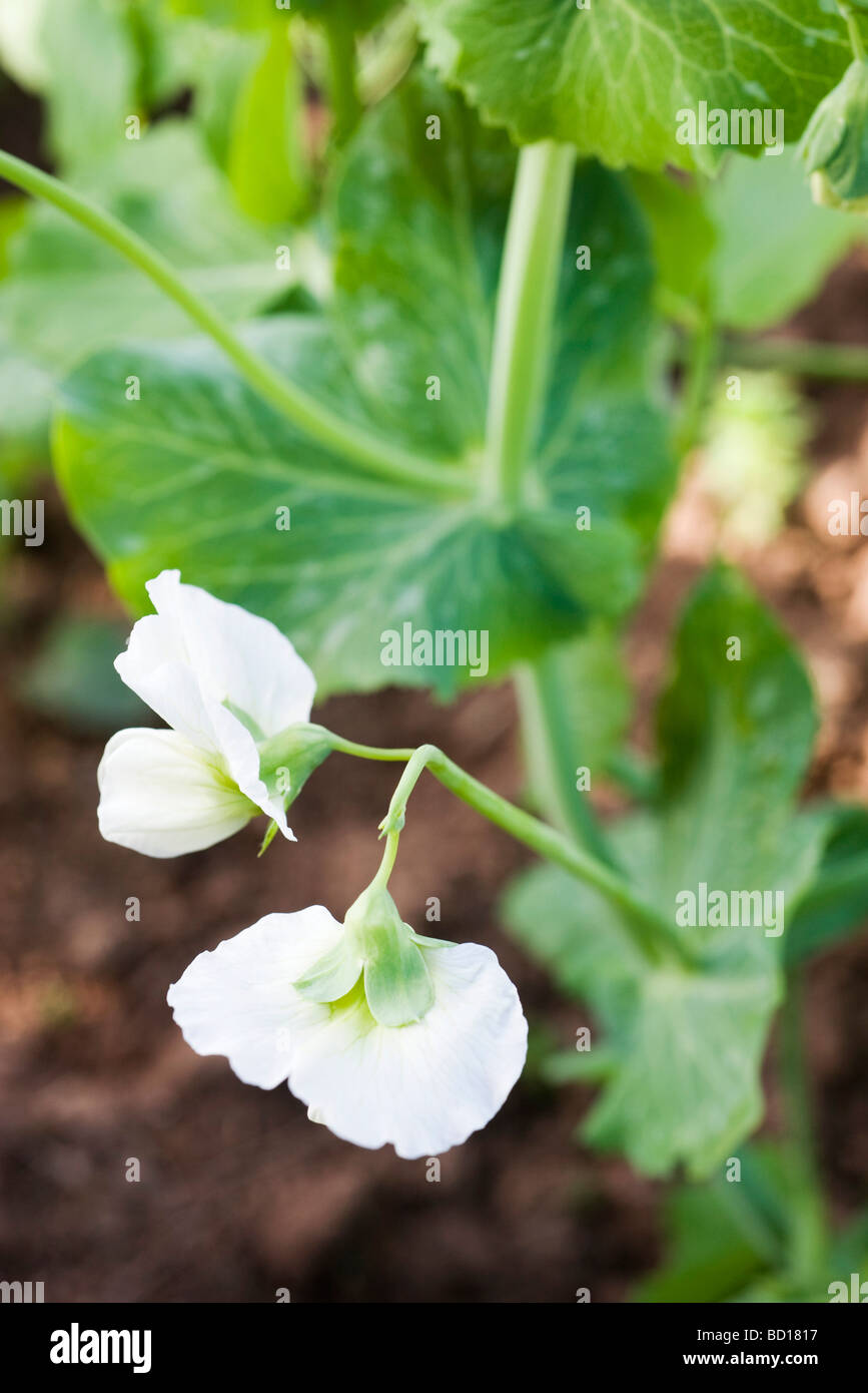 Garden Close Ups High Resolution Stock Photography And Images Alamy