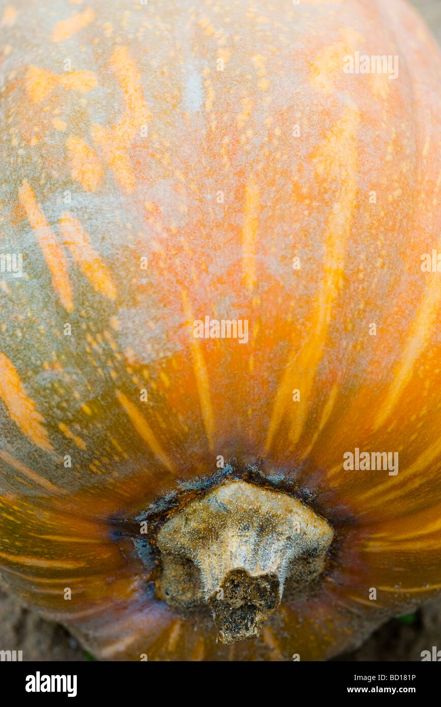 Squash in vegetable garden, close-up Stock Photo