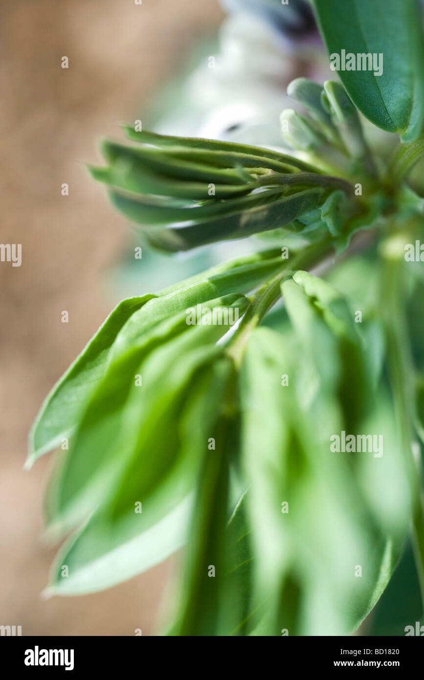 Broad bean plant hi-res stock photography and images - Alamy