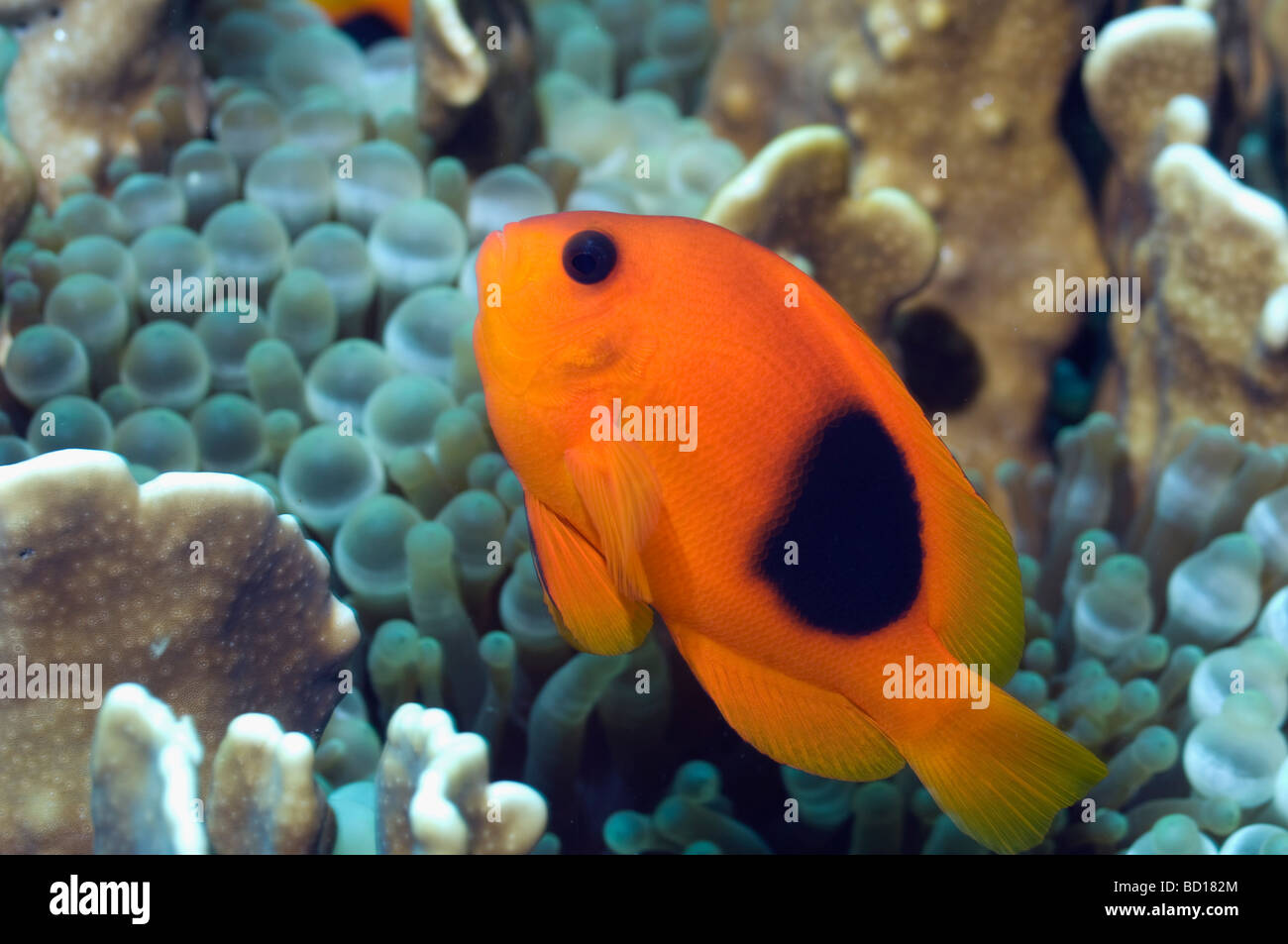 Red saddleback anemonefish Amphiprion ephippium Andaman Sea Thailand Stock Photo