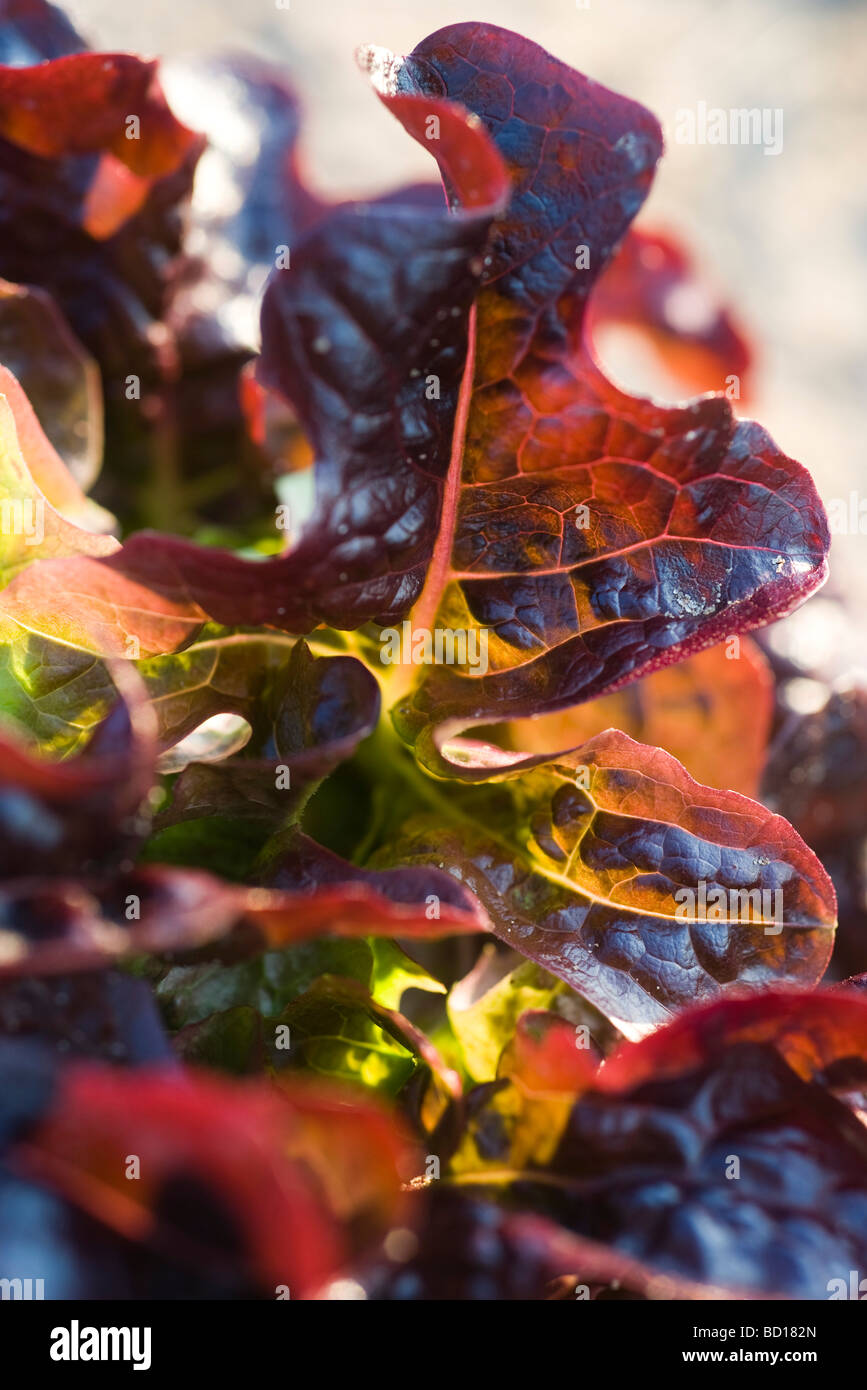 Red oak leaf lettuce, closeup Stock Photo Alamy