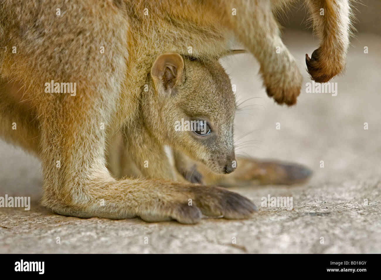 Allied Rockwallaby Petrogale assimilis joey wallaby Stock Photo Alamy