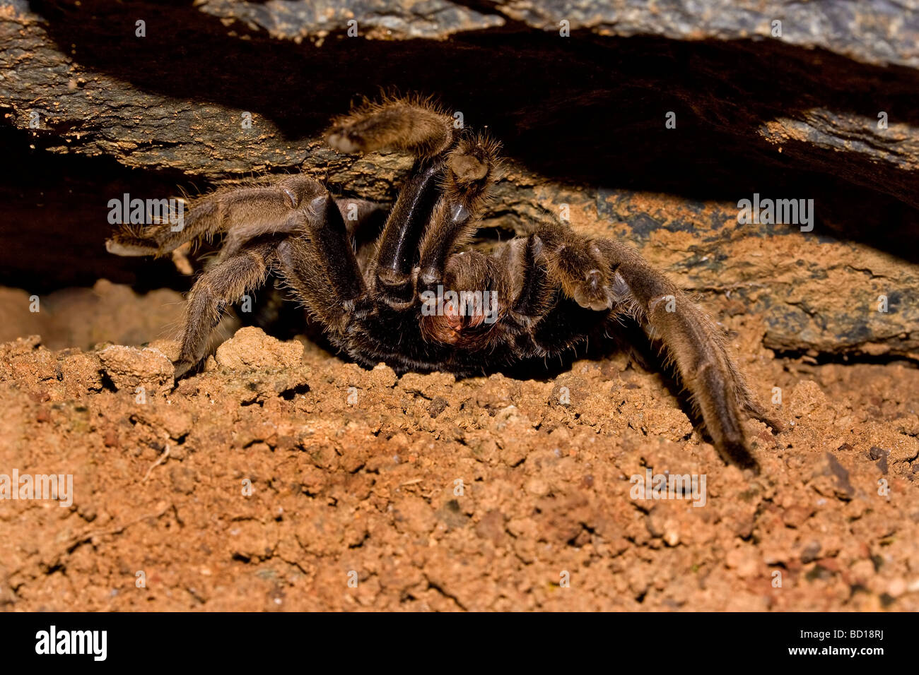 Birdeating Spider Eastern tarantula Phlogius crassipes Stock Photo Alamy