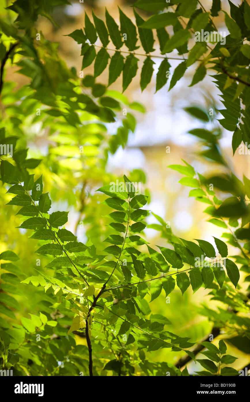Green foliage hi-res stock photography and images - Alamy