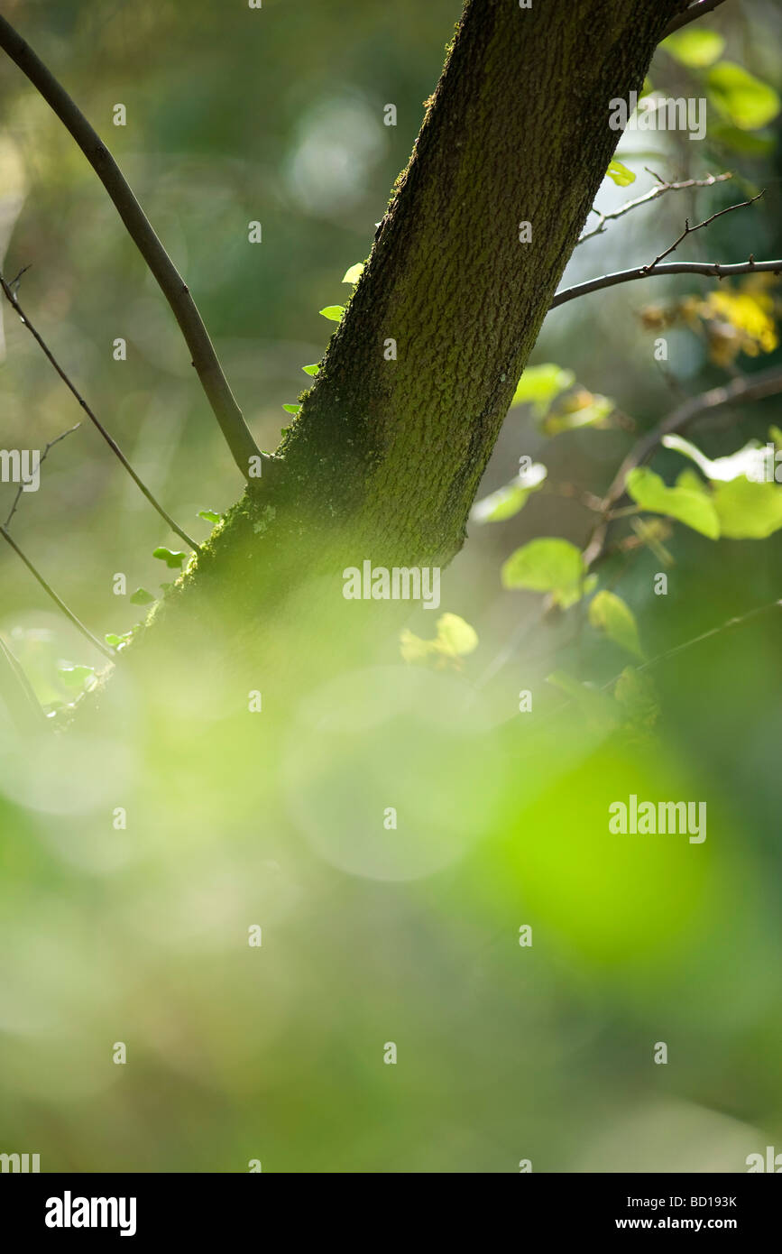 Tree trunk viewed through blurred foliage Stock Photo