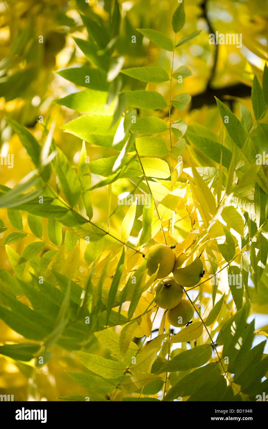 Walnuts growing on branch, low angle view Stock Photo