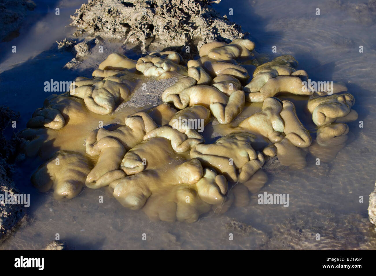 Brain coral fringing reef Stock Photo