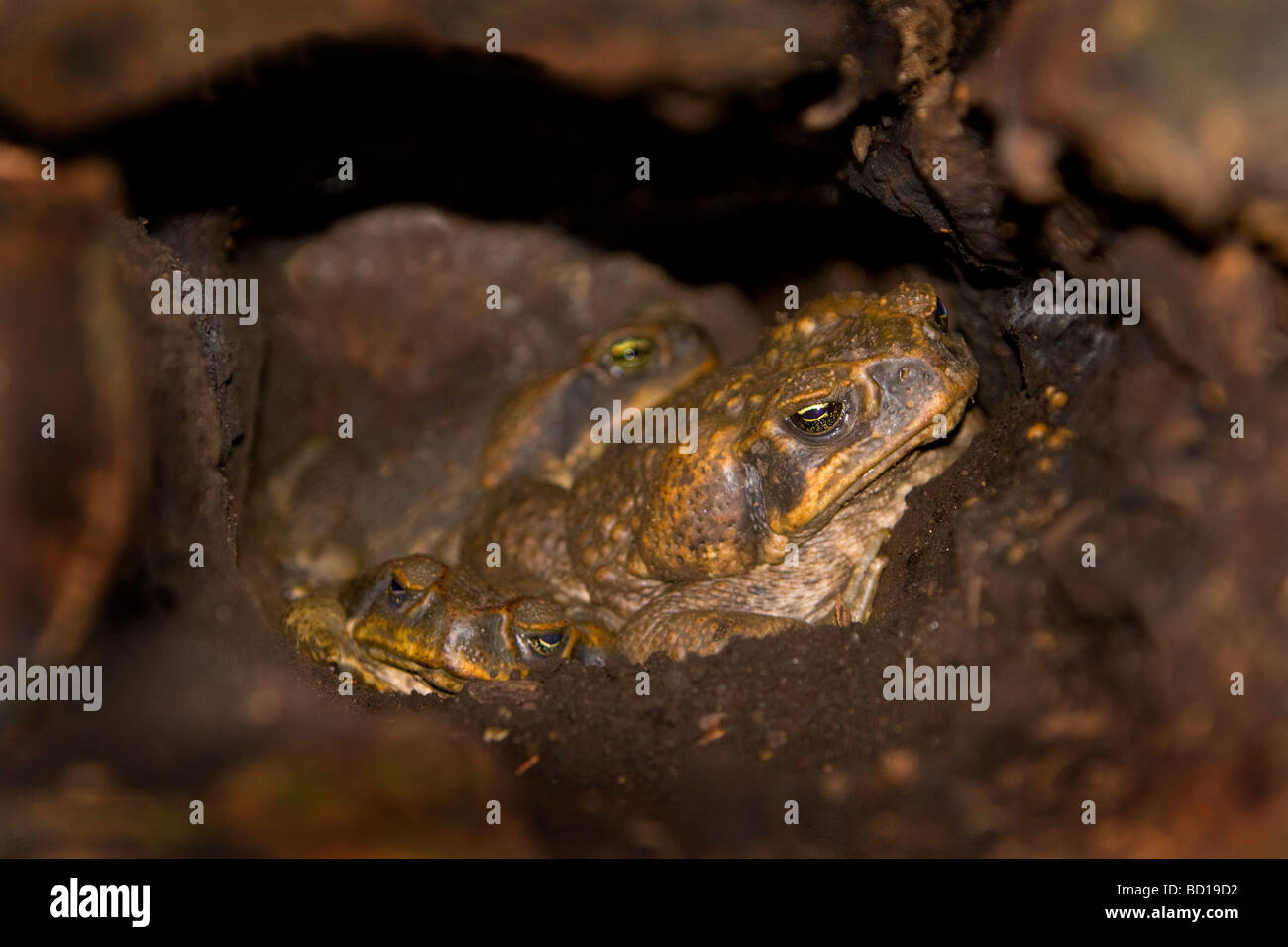 Cane Toads Bufo marinus Giant Neotropical Toad Marine Toad hibernating Stock Photo