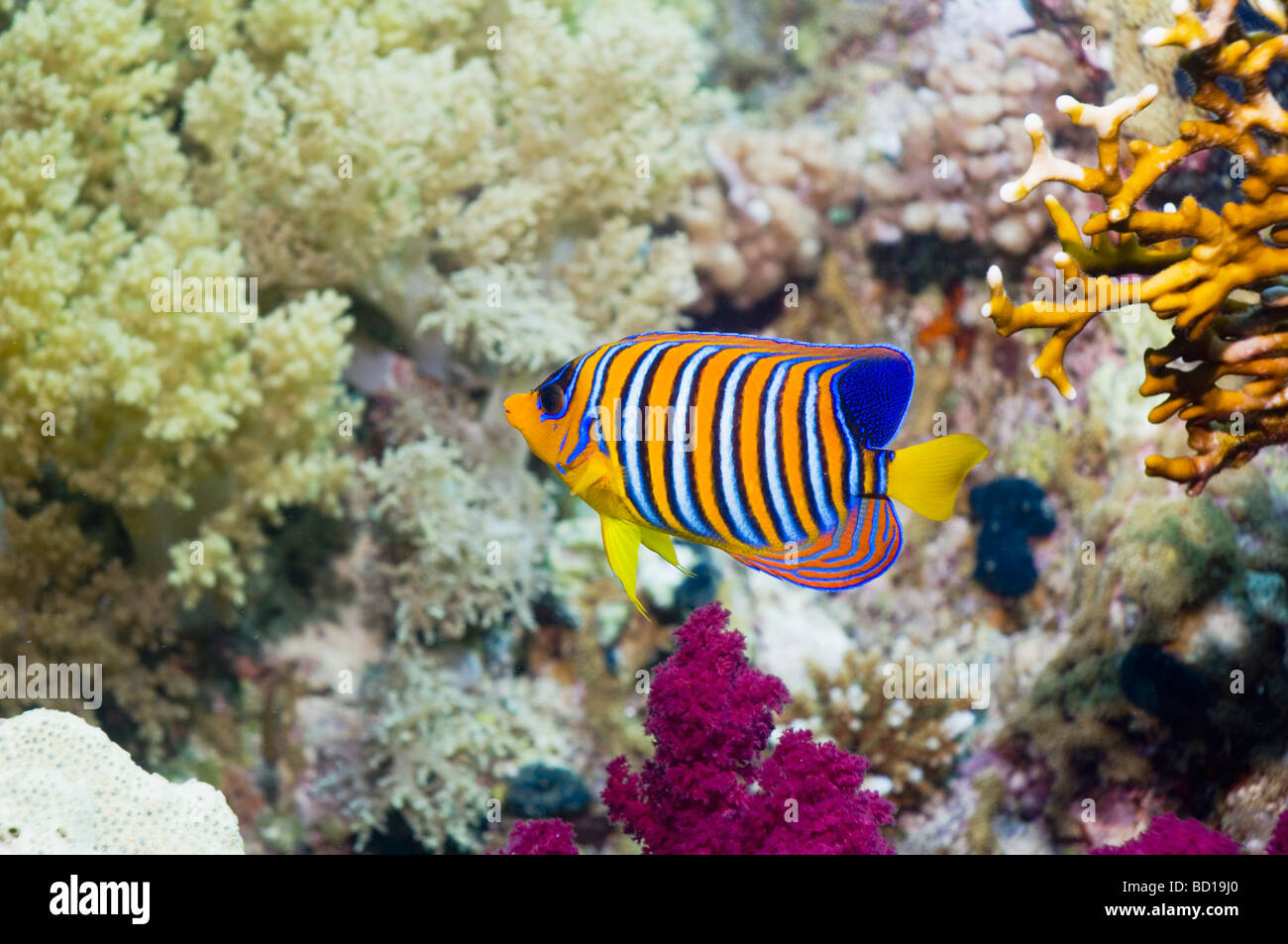Regal angelfish Pygoplites diacanthus on coral reef Egypt Red Sea Stock Photo