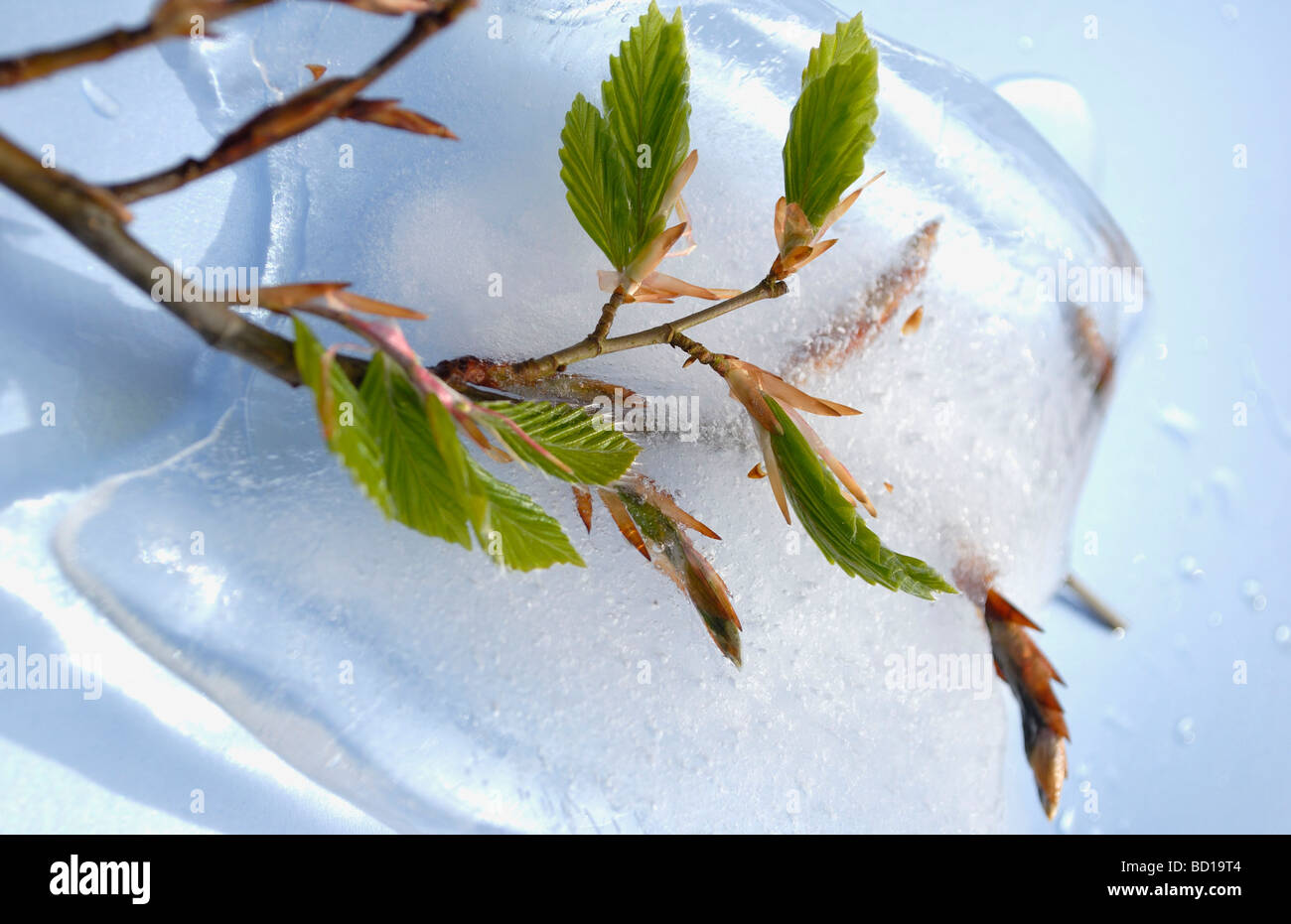 New shoots in melting ice Stock Photo