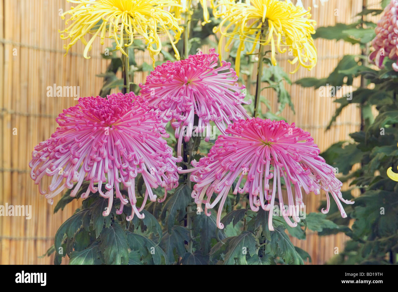 Chrysanthemums plant hi-res stock photography and images - Alamy