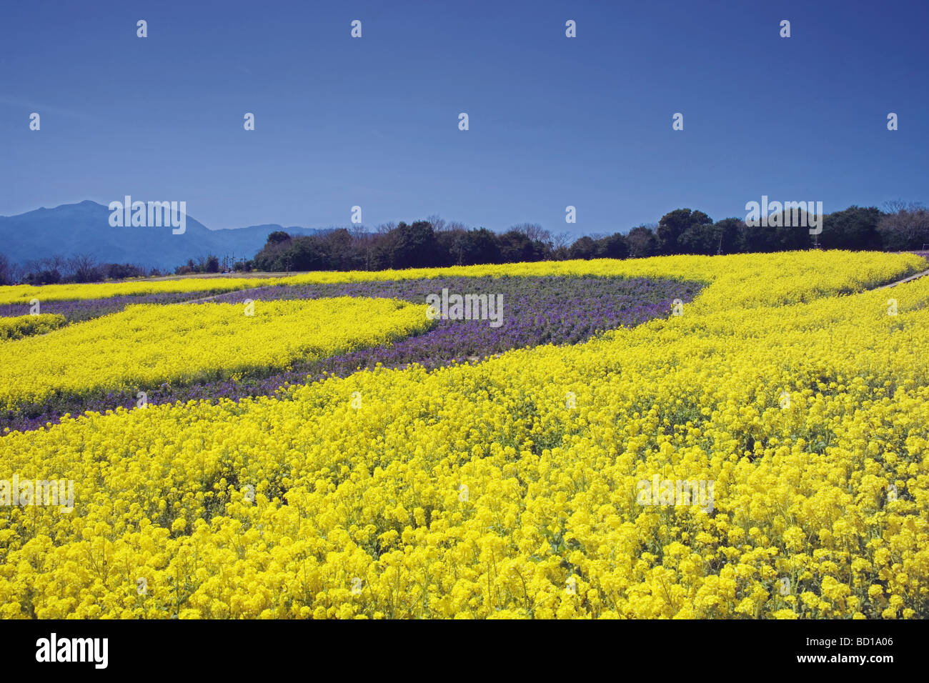 Spring flowers yellow field hi-res stock photography and images - Alamy