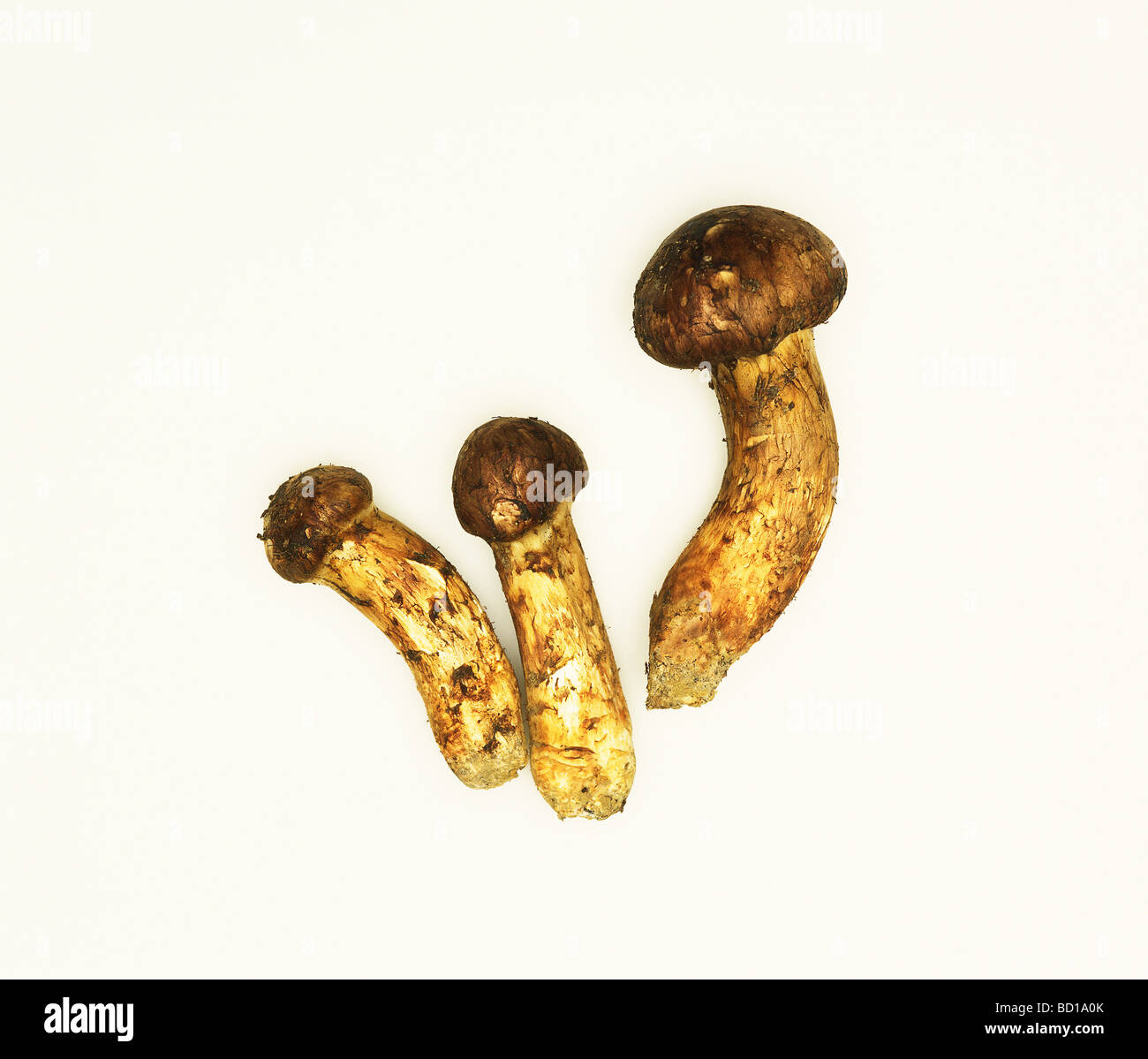 Matsutake mushroom hires stock photography and images Alamy