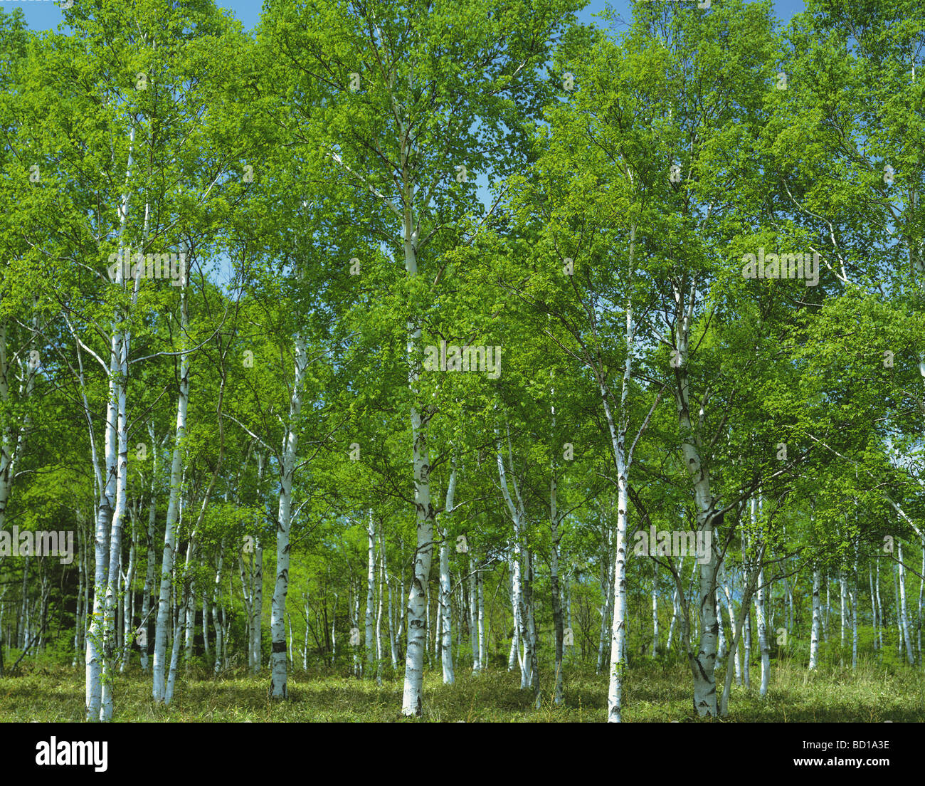 White birch forest in hi-res stock photography and images - Alamy