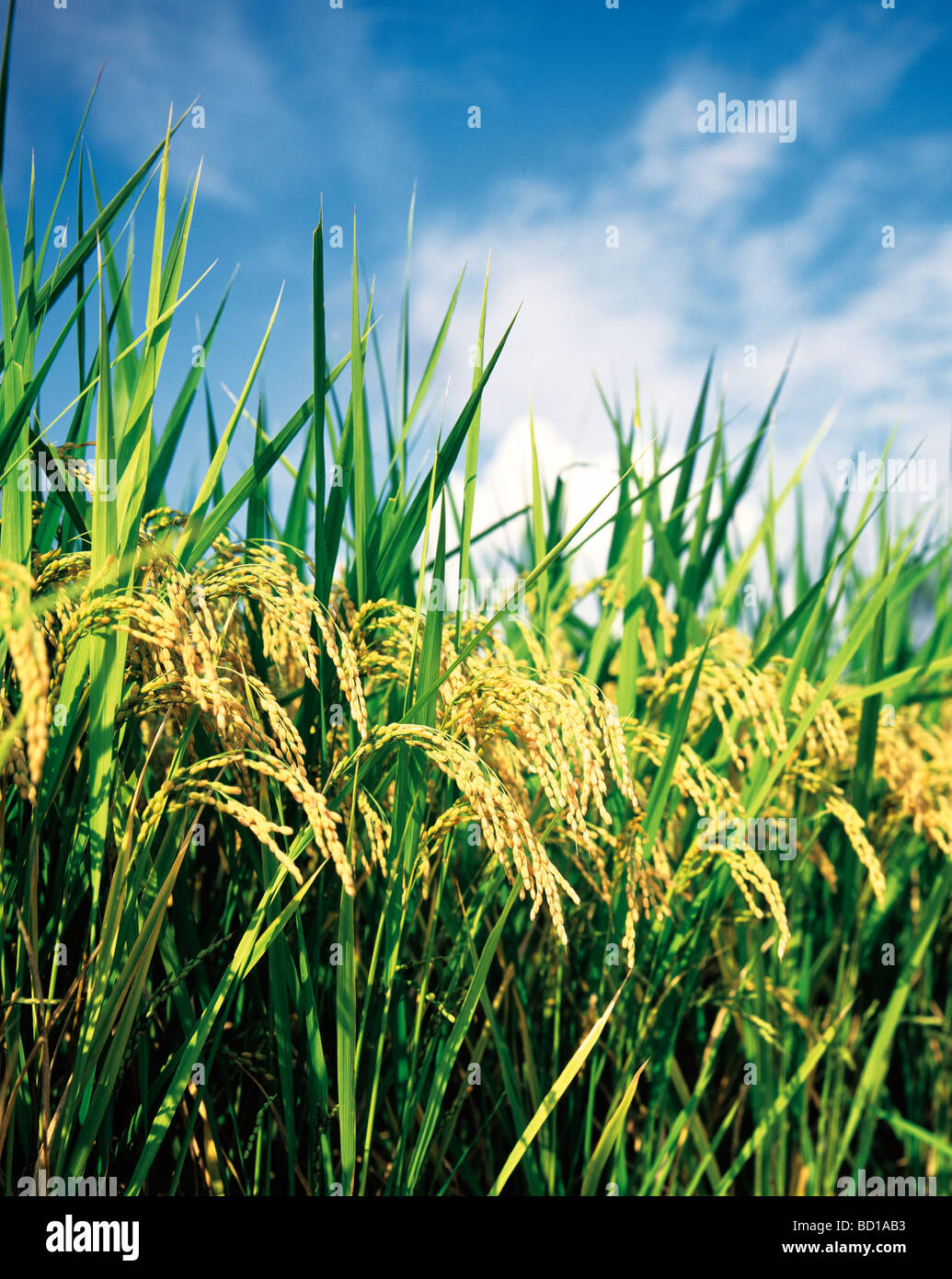Rice plants under blue sky Stock Photo - Alamy