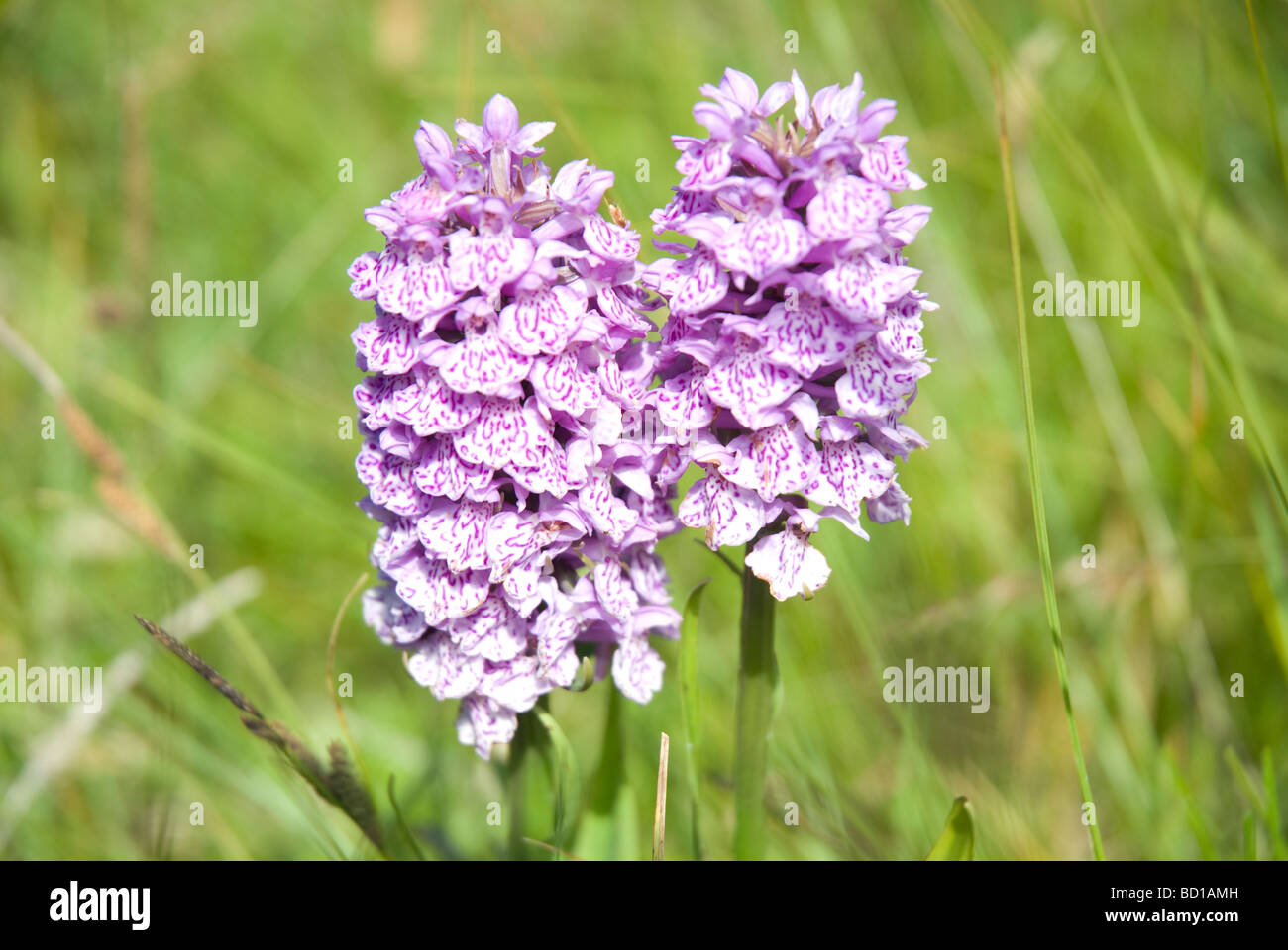 Heath Spotted Orchids Mellon Charles nr Aultbea Ross & Cromarty Highland Scotland Stock Photo