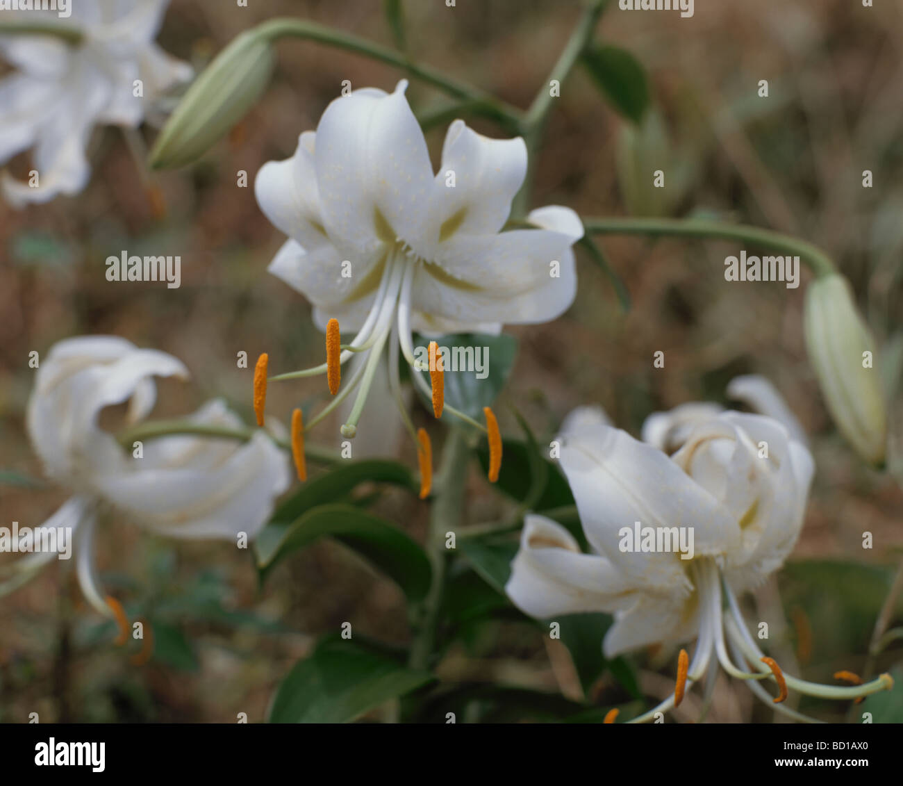 Lilies, close up, Satsumasendai city, Kagoshima prefecture, Japan Stock Photo Alamy