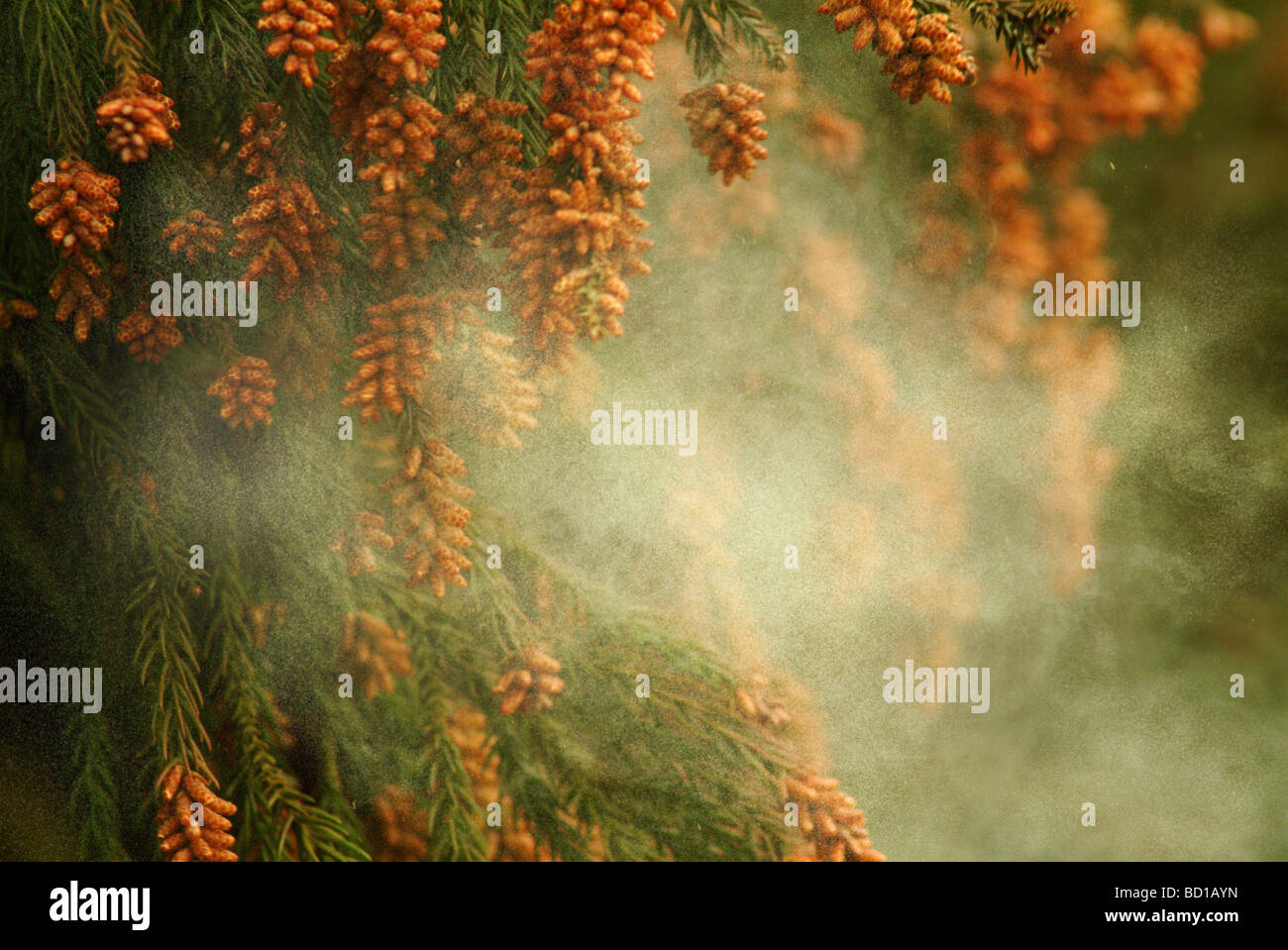 Japanese Cedar pollen Stock Photo Alamy