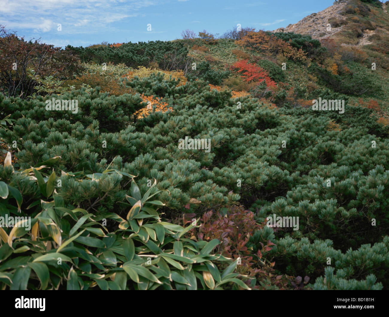 Siberian dwarf pines in Mt. Nasudake, Nasu Town, Tochigi Prefecture, Japan Stock Photo