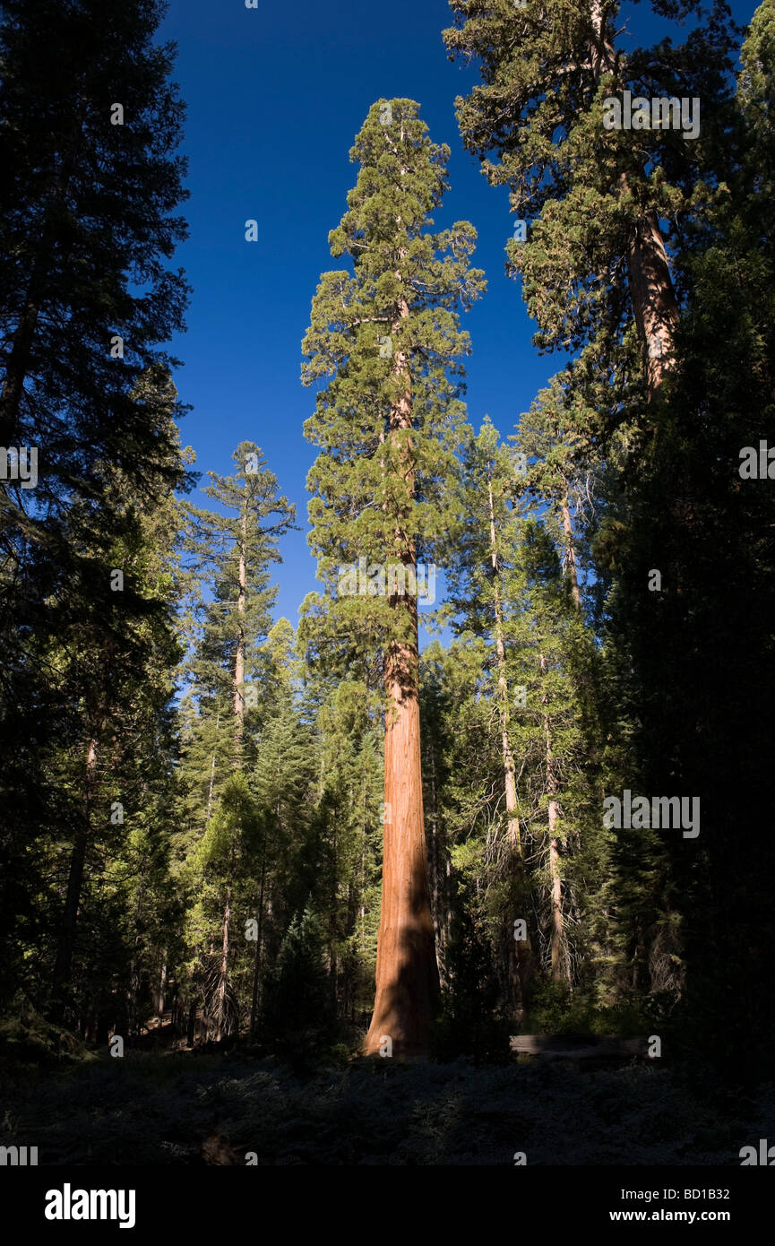 USA California Yosemite National Park Mariposa Grove Giant Sequoias Stock Photo