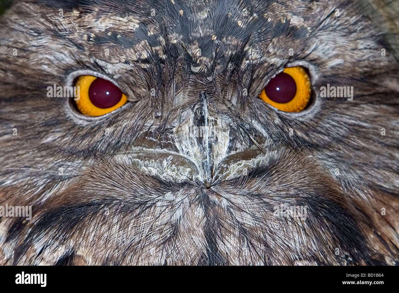 Tawny Frogmouth Podargus strigoides yawning Australian bird Stock Photo