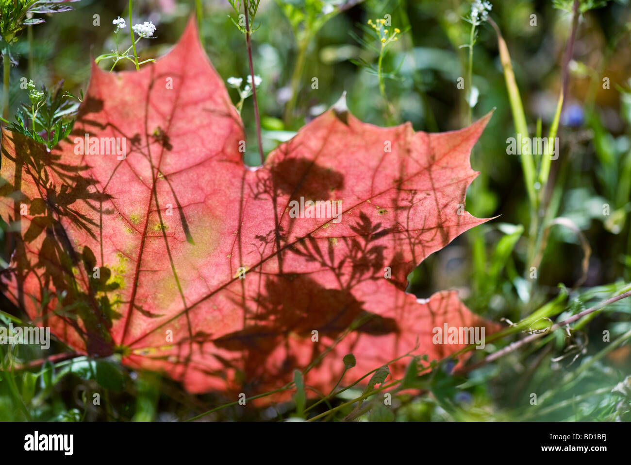 Red maple leaf in grass, backlit Stock Photo