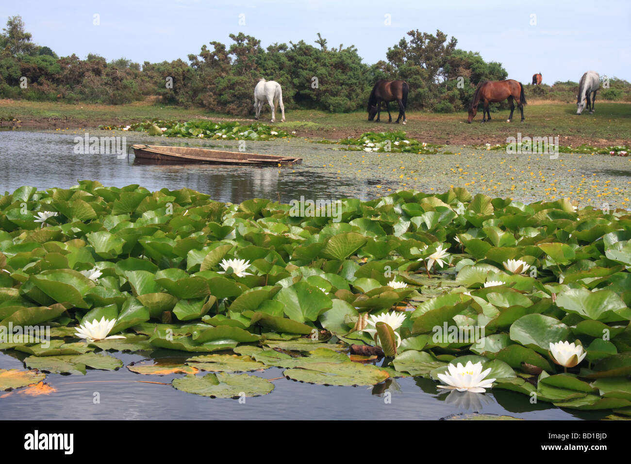 Horses In The New Forest National Park Uk Stock Photo Alamy