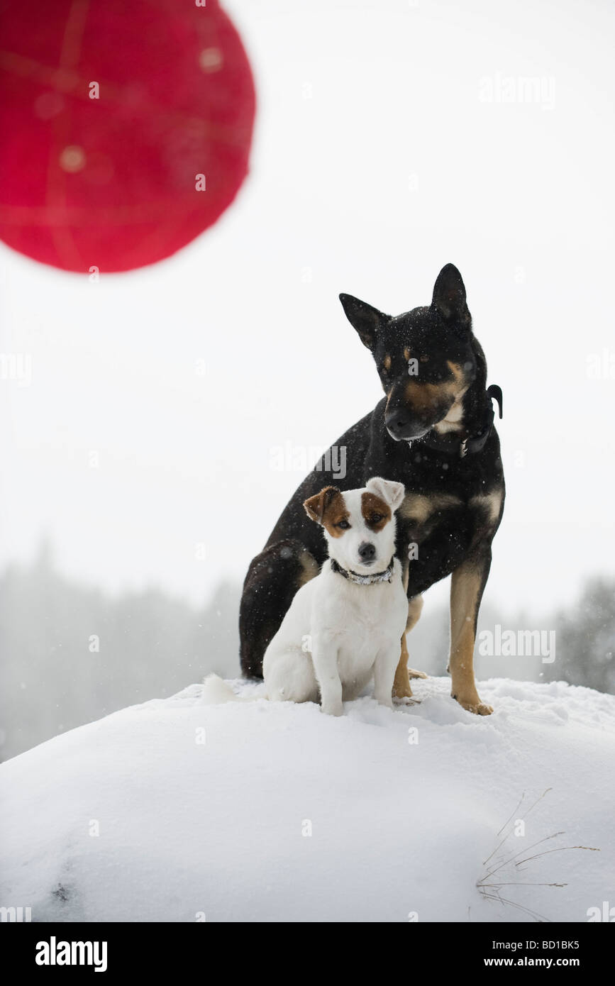 Two dogs sitting together on snowy mound, Christmas ornament in ...