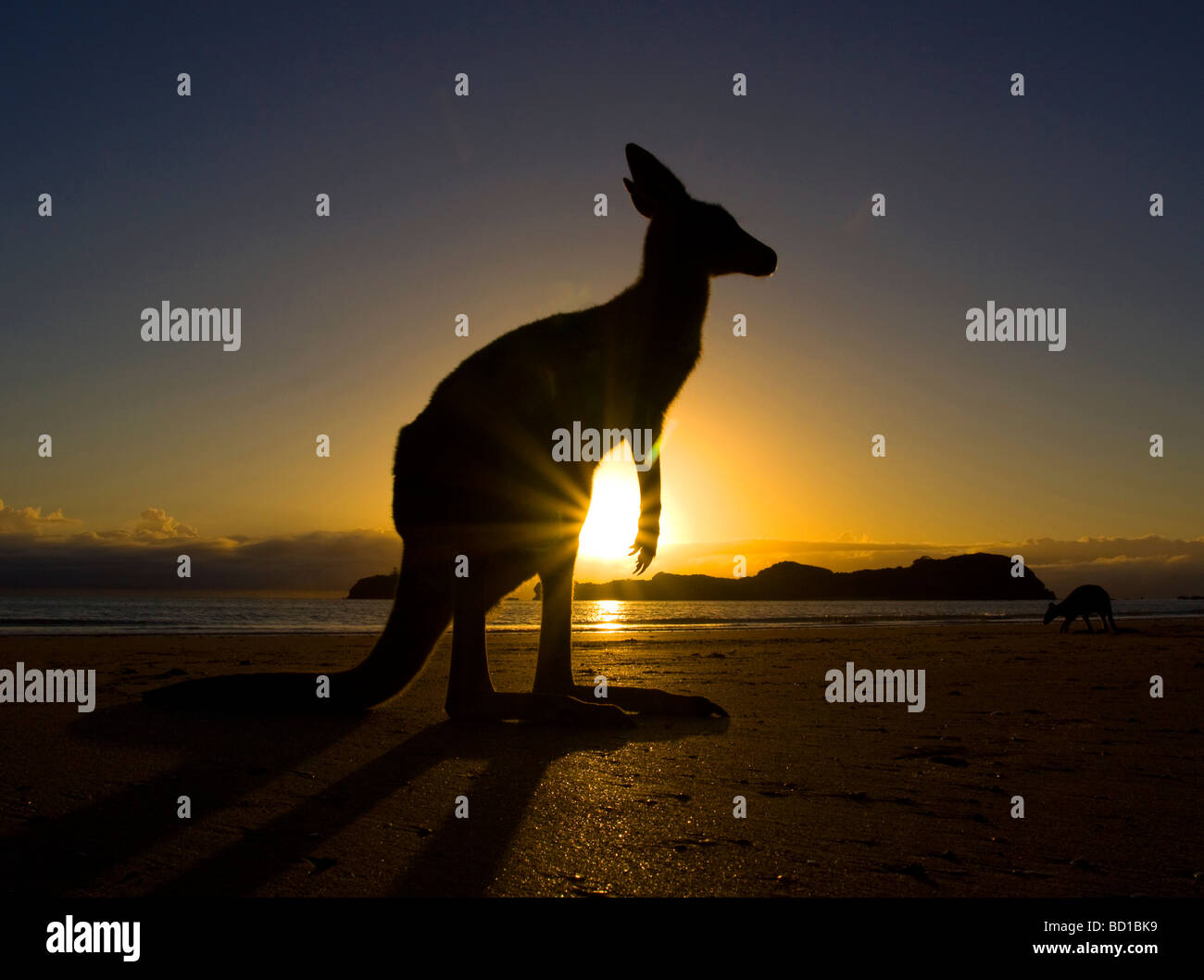 Kangaroo dawn sunrise silhouette Stock Photo