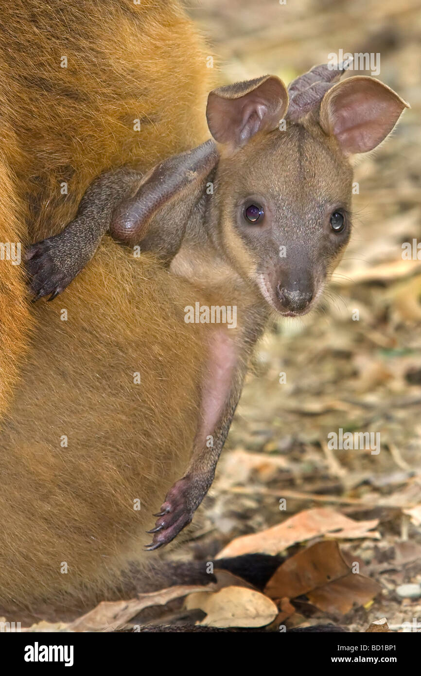 Red Kangaroo joey in pouch Kangaroos baby Macropus rufus Stock Photo