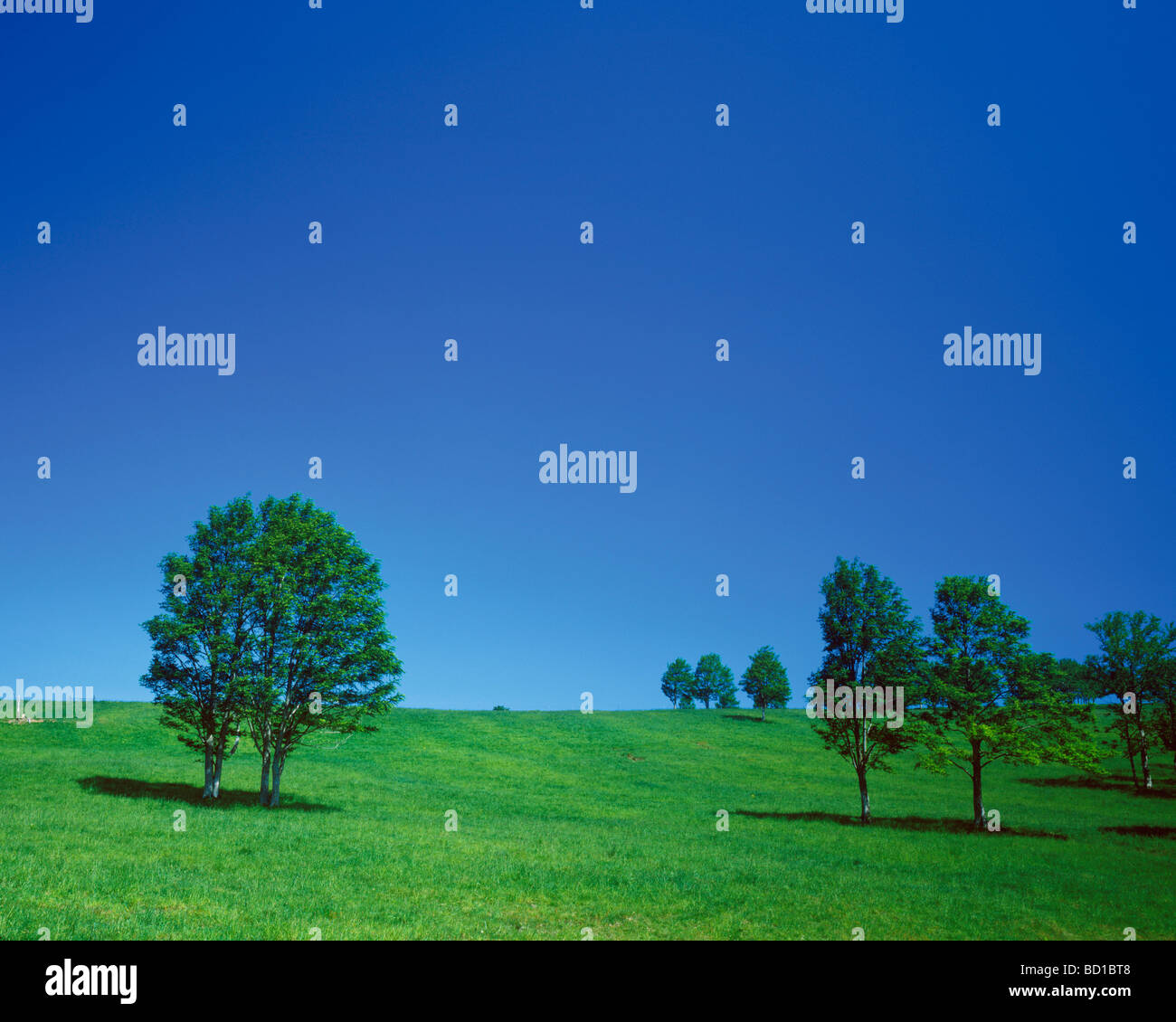 Tree trees grass field people hi-res stock photography and images - Alamy