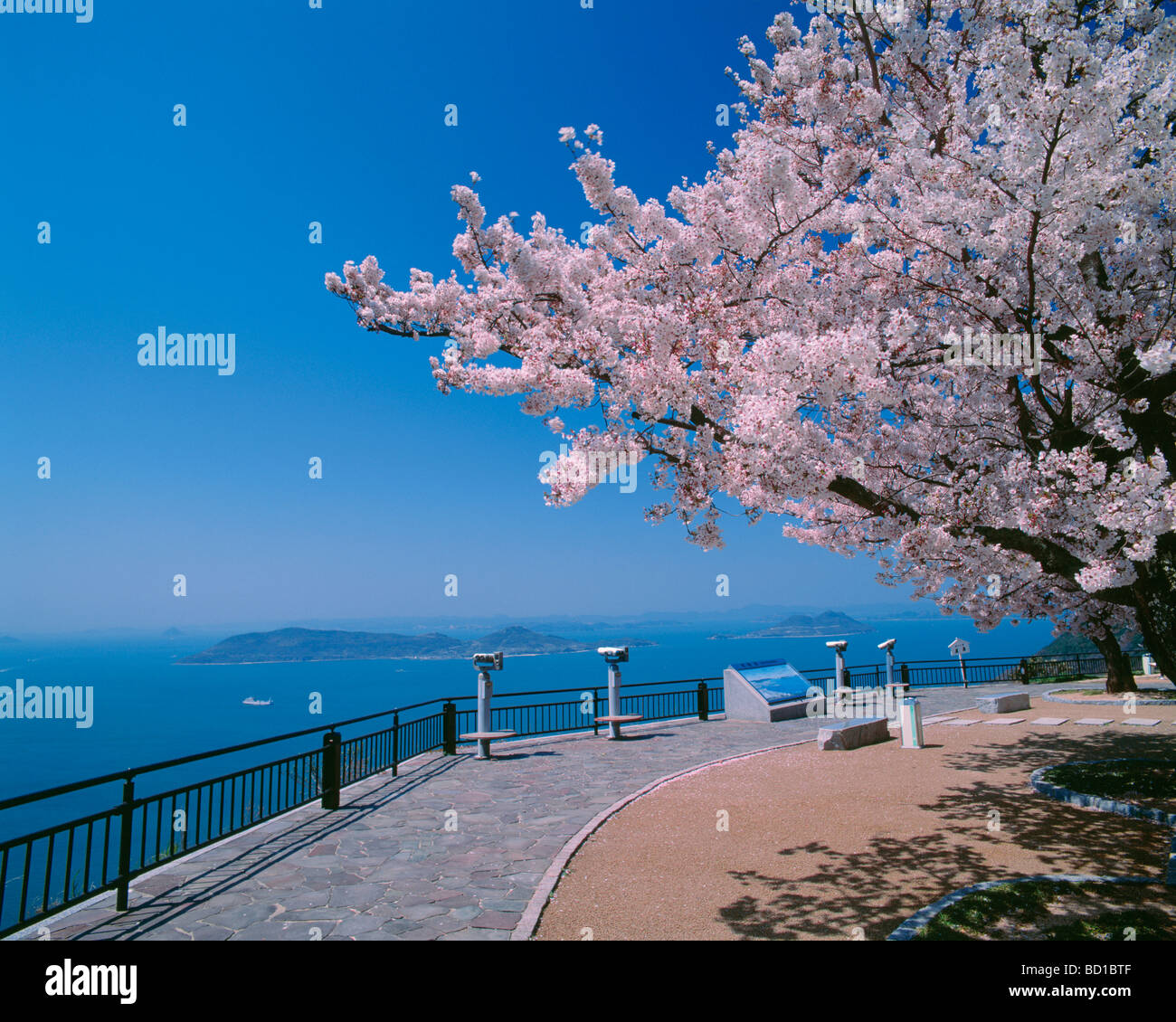 Cherry Blossom Blooming By Sea Stock Photo - Alamy
