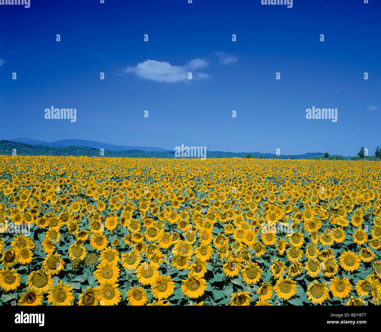 Sunflower Field and Blue Sky Stock Photo - Alamy