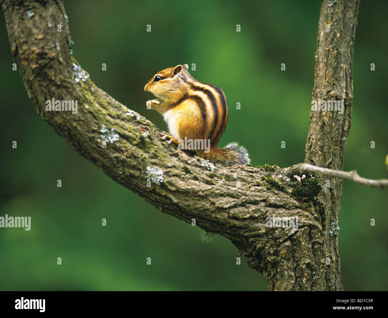 Hokkaido squirrel hi-res stock photography and images - Alamy