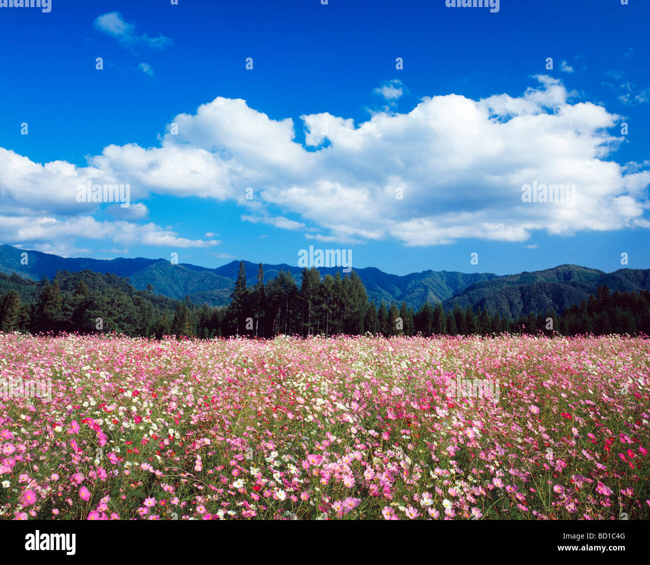 Field cosmos flower hi-res stock photography and images - Alamy