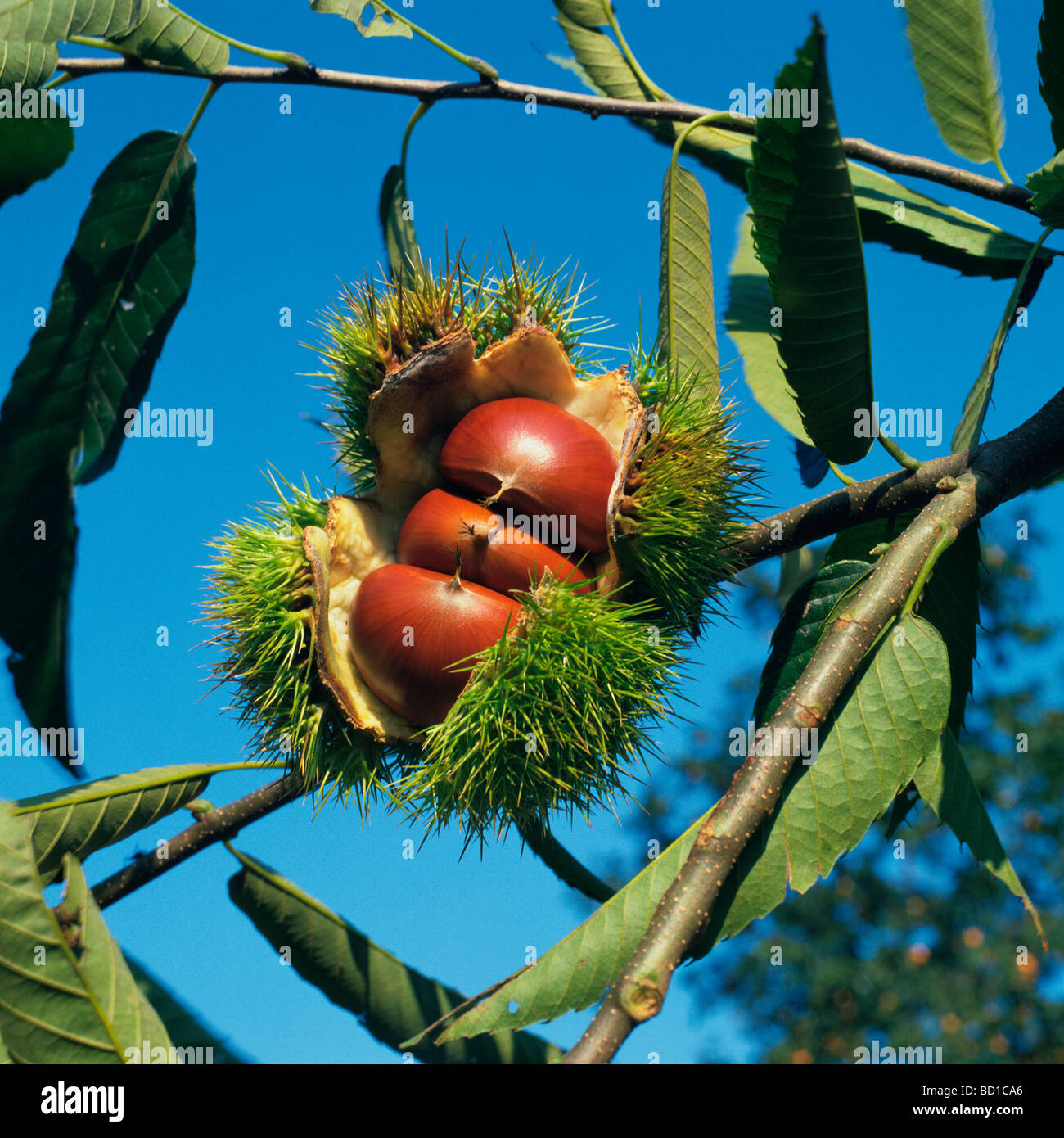 Chestnuts on tree Stock Photo Alamy