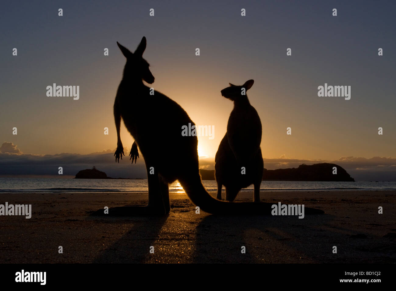 Kangaroos Kangaroo wallaby dawn sunrise silhouette Stock Photo