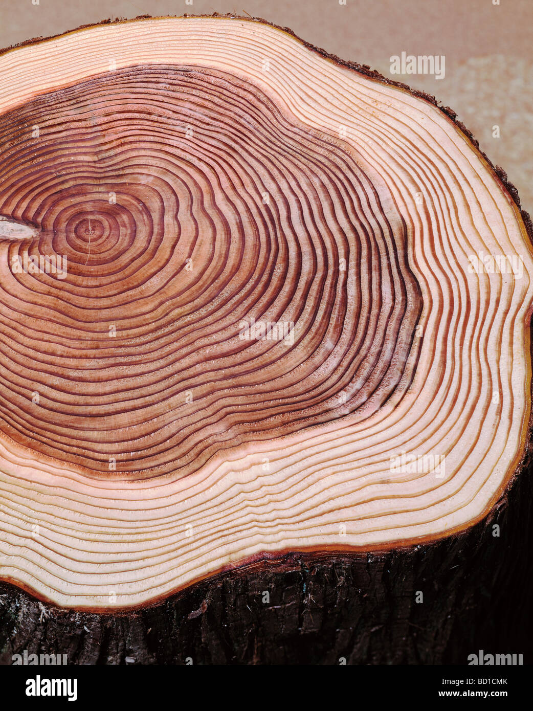 Circle tree trunk hi-res stock photography and images - Alamy