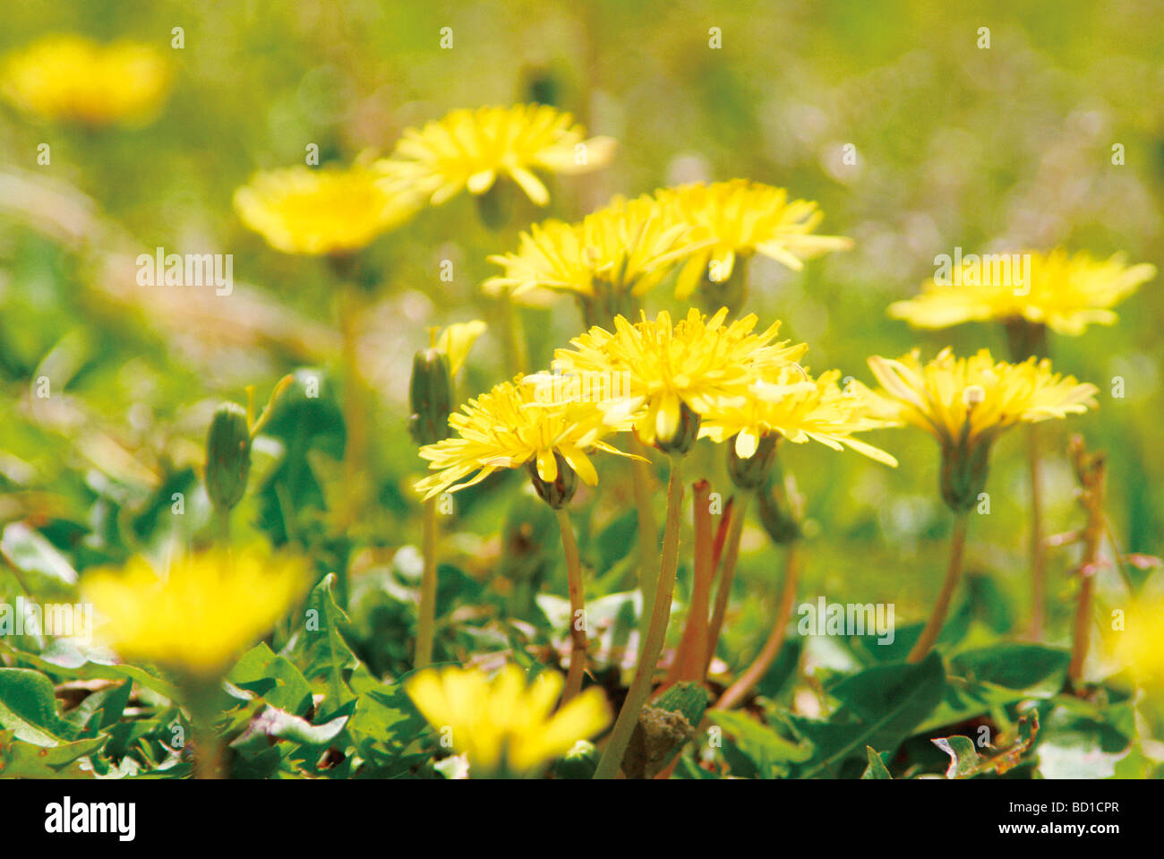 Wildflower flower nature hi-res stock photography and images - Alamy