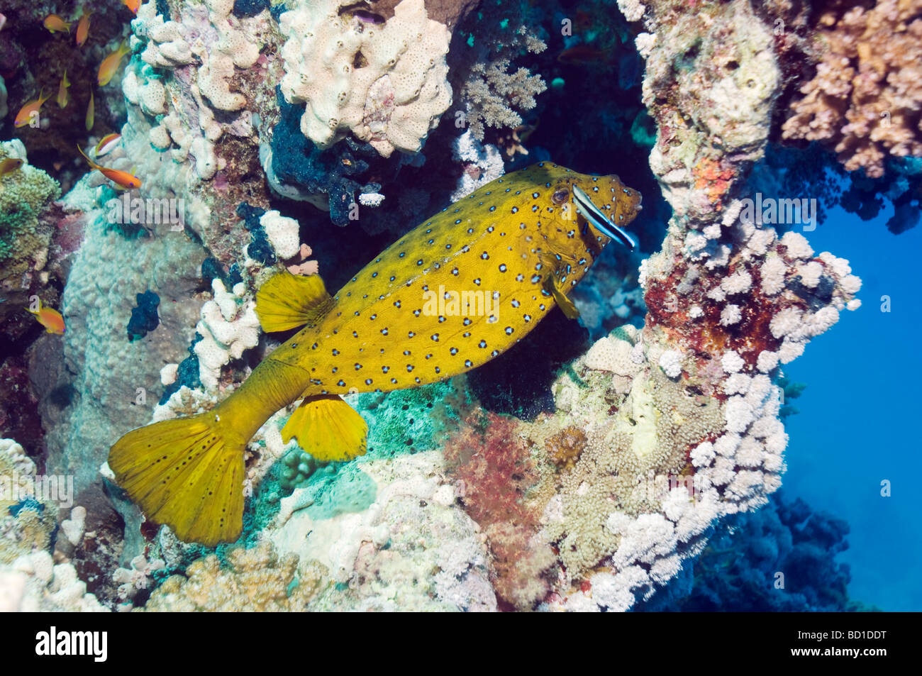 Yellow boxfish Ostracion cubicus with Blueline cleaner wrasse Egypt Red Sea Stock Photo