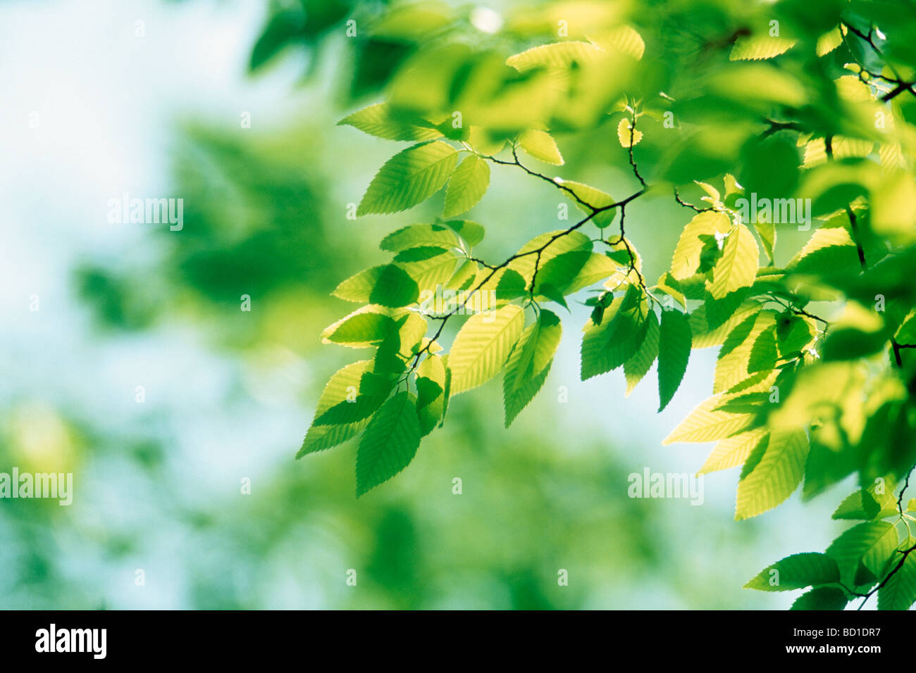 Leaves In Spring Spring growth on tree hi-res stock photography and images - Alamy
